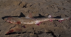 Mustelus mustelus