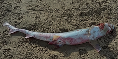 Mustelus mustelus