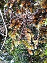 Orthothecium rufescens