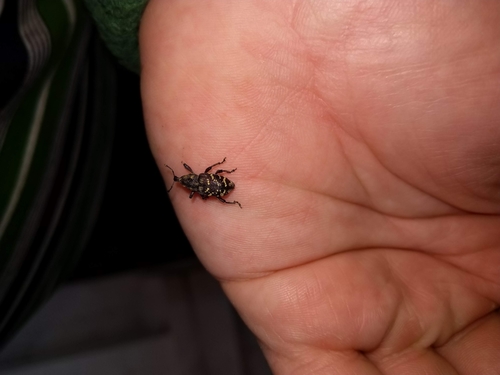 tvrdoň smrekový (Hylobius abietis)