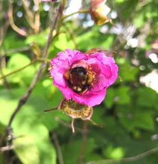 Bombus sporadicus