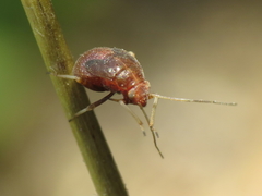 Cyphodema instabilis