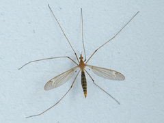 Acutipula