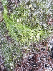 Ulva compressa