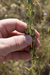 Ornithogalum narbonense