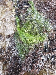 Ulva compressa