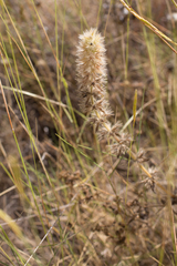Sideritis hirsuta