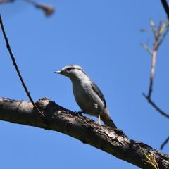 Sitta europaea albifrons