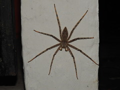 Heteropoda boiei