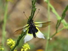 Libelloides baeticus