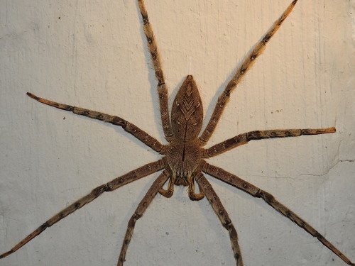 Heteropoda boiei