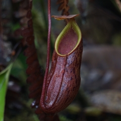Nepenthes pectinata