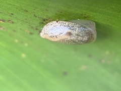 Gastropoda