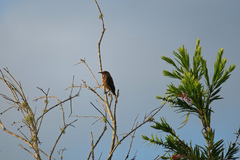 Myzomela obscura harterti