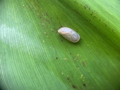 Gastropoda