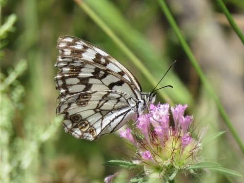 Spanish Marbled White