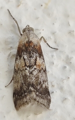 Pterothrixidia rufella