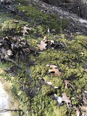 Charophyta