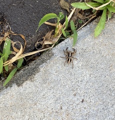 Salticidae