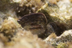 Isognomon