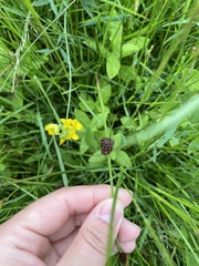 Juncus conglomeratus