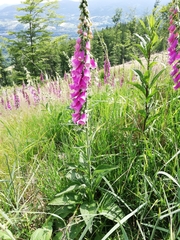 Digitalis purpurea