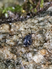 Paranemastoma quadripunctatum