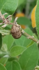 Orsilochides stictica