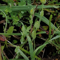 Blackstonia acuminata