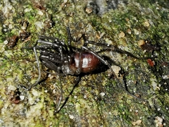 Ischyropsalis