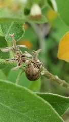 Orsilochides stictica