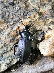 Carabus granulatus interstitialis