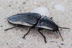 Chalcolepidius rugatus