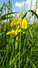 Iris pseudacorus