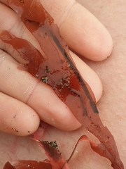 Stenogramma interruptum