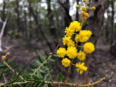 Acacia leichhardtii