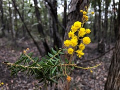 Acacia leichhardtii