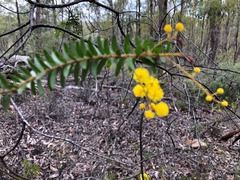 Acacia leichhardtii