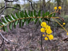 Acacia leichhardtii