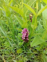 Dactylorhiza praetermissa