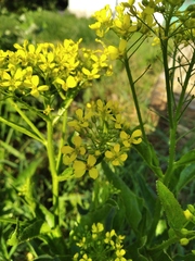 Bunias orientalis