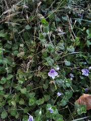 Veronica filiformis