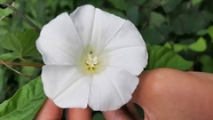 Calystegia sepium