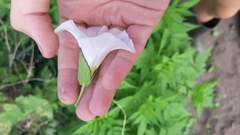 Calystegia sepium