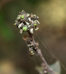 Salacia chinensis
