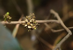 Salacia chinensis