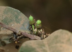 Salacia chinensis