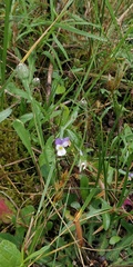 Viola tricolor curtisii