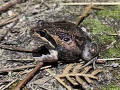 Limnodynastes dumerilii insularis