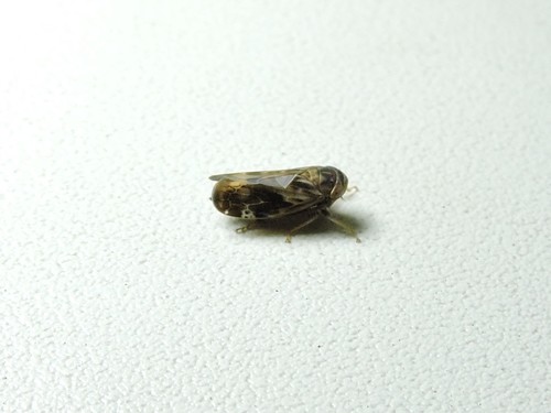Athysanus quadrum